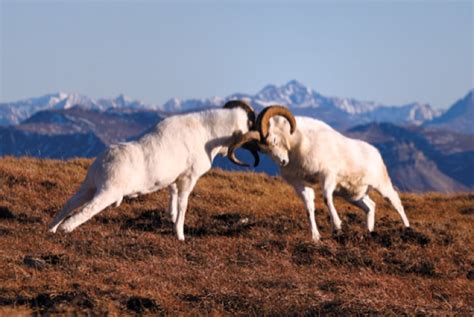 Large Animals Of Denali National Park