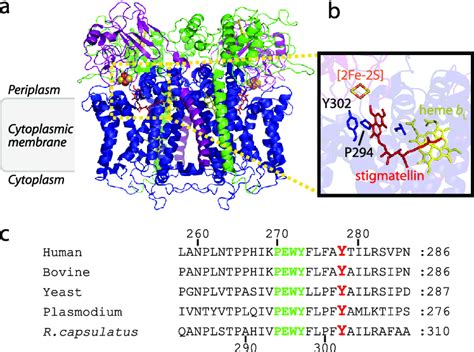 Structure of cytochrome bc 1 and location of the conserved Tyr 302 of ...