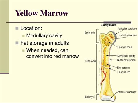 PPT - Bone Growth & Development PART 2 – Bone Marrow PowerPoint ...