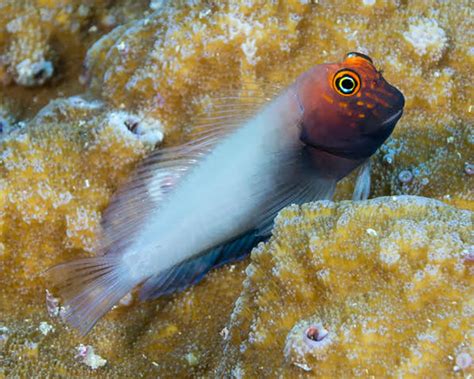 Four New Species of Blennies Officially Described | Reef Builders | The ...