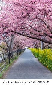 Kawazu Cherry Blossom Izu Stock Photo 1955397292 | Shutterstock