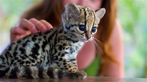 The Exotic Jungle Looks and Wild Ocelot cat - Cats In Care