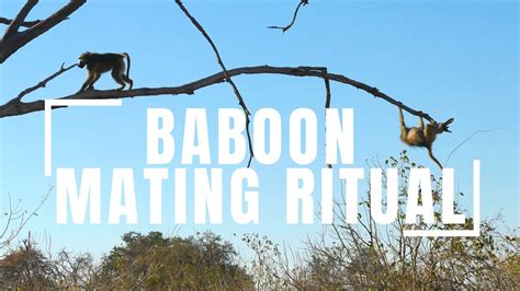 Baboon Mating Ritual - YouTube