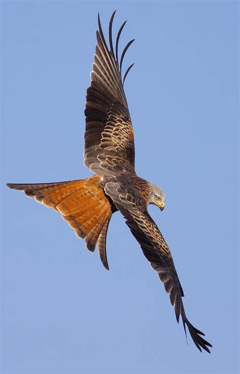 Red Kite - Milvus milvus | Beautiful birds, Birds, Pet birds