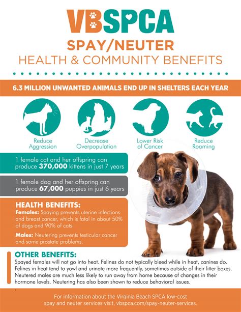 Does Neutering Dogs Stop Aggression