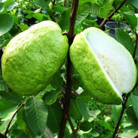 Guava Thai-Giant – Plants