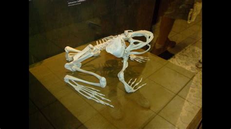 Skeleton of the World's Largest Frog, African Goliath Bull Frog - YouTube