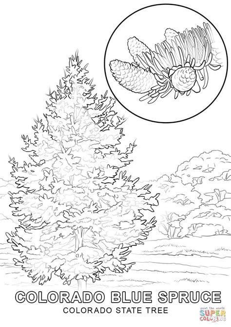 Colorado State Tree | Super Coloring | Tree coloring page, Coloring pages, Colorado state tree