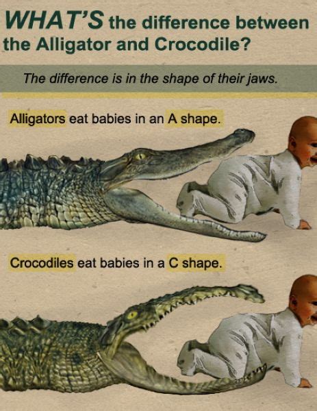 What's the difference between the alligator and crocodile - Really funny pictures collection on ...