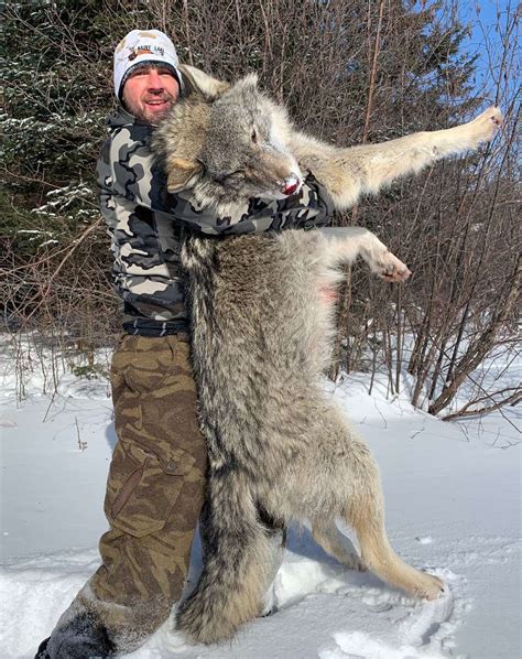 Guided Wolf Hunts in Ontario | Rainy Lake Outfitters Inc.