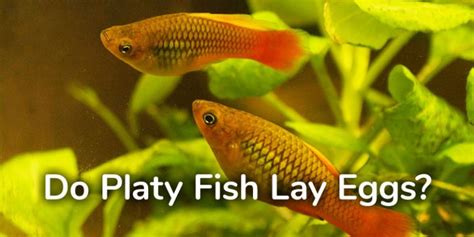 Do Platy Fish Lay Eggs? - AquariumNexus