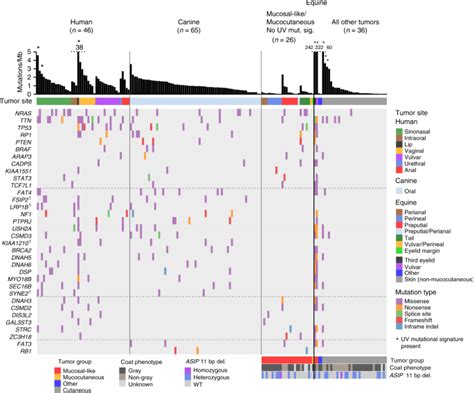 Cross-species genomic landscape comparison of human mucosal melanoma with canine oral and equine ...