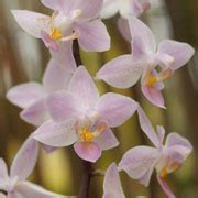 Phalaenopsis Orchid Care Instructions (Moth Orchids)