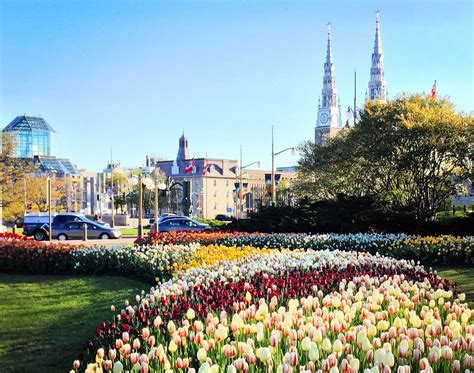 Where to enjoy the 2018 Canadian Tulip Festival – Apartment613