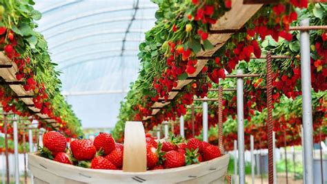 Best Tips To Grow Strawberries