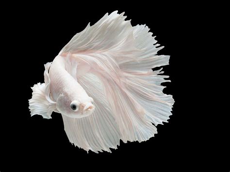 White Opal Betta: An Impressive Addition To Your Tank