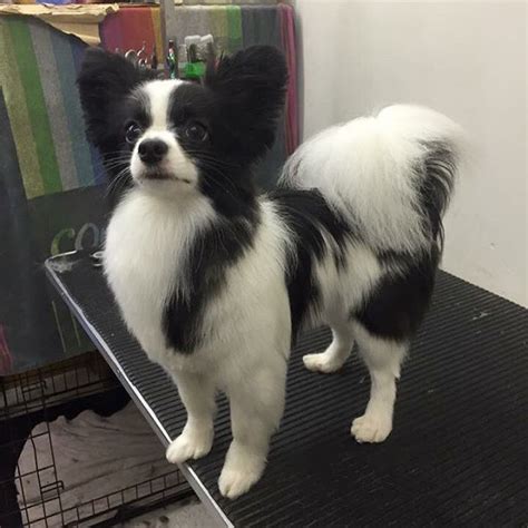 Pin by Jane Birling on Dog haircuts in 2020 | Papillon dog, Pappillon dog, Dog grooming styles