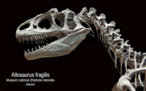 Allosaurus Fossil