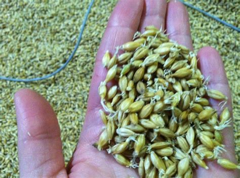 Up close view of 2-row malting barley grain during the beginning phases of germination. Taken at ...