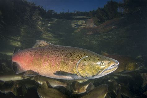 Chinook Salmon male spawning colours | CRSRI