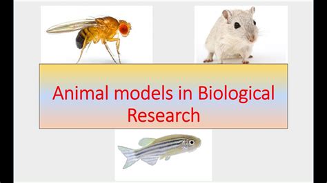 Why we use animal models in Biological research ? - YouTube