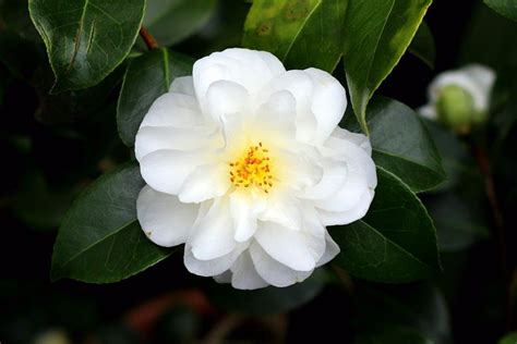 45 Types of White Flowers with Pictures | Flower Glossary