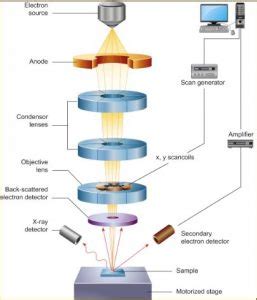 SEM scanning electron microscopy - Scimed