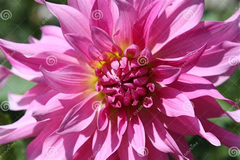 Red Dahlia in the Garden Macro Stock Photo - Image of blossom, background: 103529262