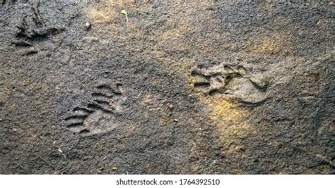 Raccoon Footprint: Over 174 Royalty-Free Licensable Stock Photos ...