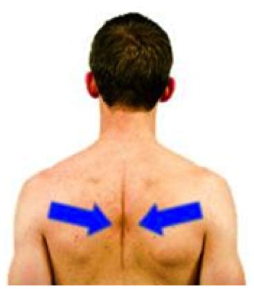 squeeze shoulder blades together---Photos - Yahoo Image Search Results Shoulder Rehab, Shoulder ...