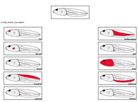 Introduction to Tadpoles (and ID) - The Infinite Spider