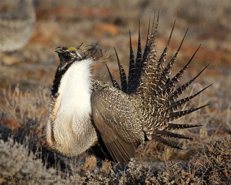 Greater Sage-Grouse in Utah - Wild About Utah