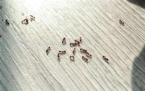 Blog - 8 Easy & Effective Ant Prevention Tips For Charlotte Property Owners