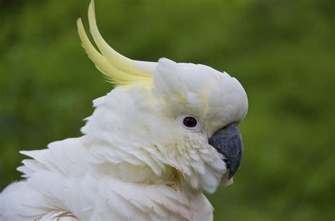 Learn Fascinating Facts About Cockatoos