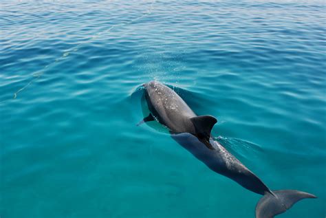 Free Images : sea, vertebrate, marine mammal, marine biology, spinner dolphin, whales dolphins ...
