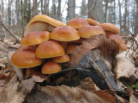 Free Images : forest, stump, autumn, fungus, mushrooms, woodland ...