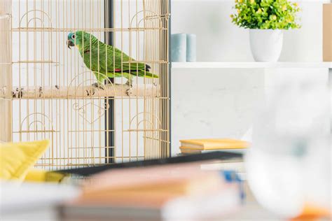 What Are the Best Parrot Cages? Learn How to Choose One!