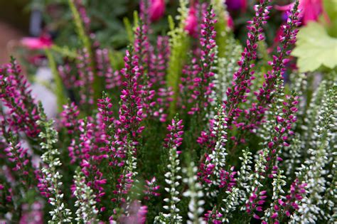 Winter-Flowering Plants for December - gardenersworld.com