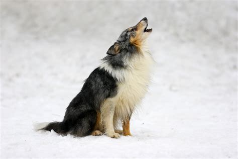 Why Do Dogs Howl At Sirens? Here’s What You Didn’t Know