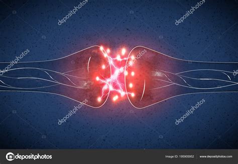 Synapse Structure Permits Neuron Nerve Cell Pass Electrical Chemical ...