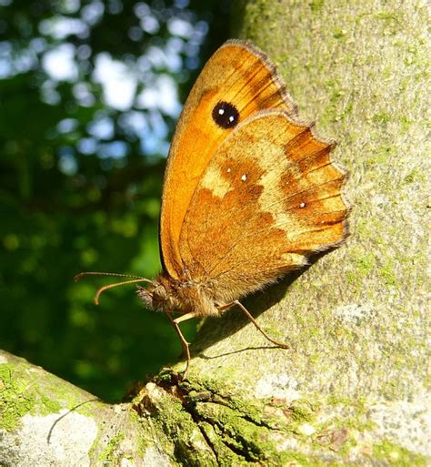 Gatekeeper Butterfly © Brian Webster :: Geograph Britain and Ireland