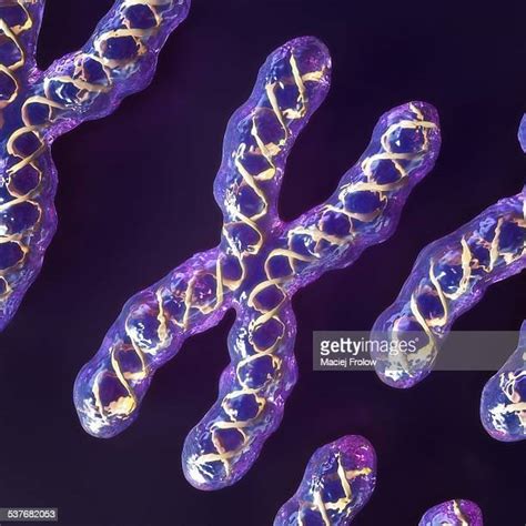 X Chromosome Photos and Premium High Res Pictures - Getty Images