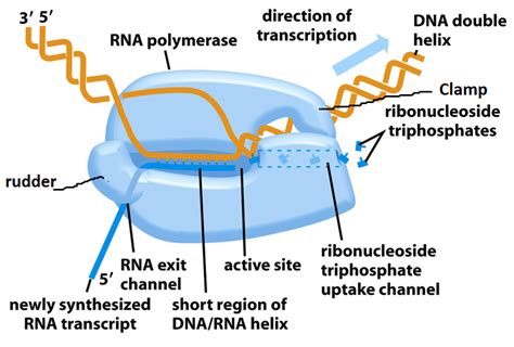 Transcription in Prokaryotes - Online Biology Notes