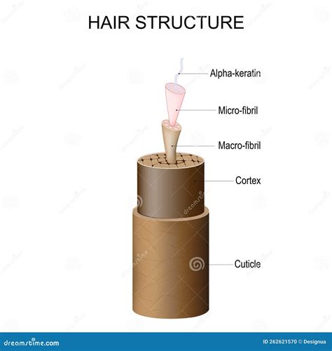 Hair Structure from Cuticle and Cortex To Micro-fibril, Macro-fibril, and Alpha-keratin Stock ...