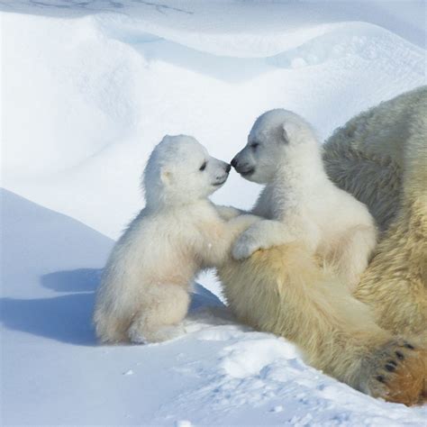 Polar Bears for Kids - Pictures, Facts, and Games!