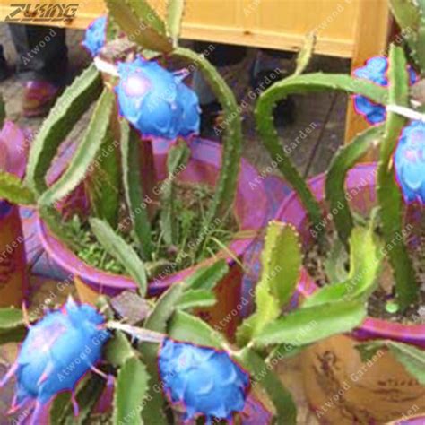 100 PCS Original Blue Dragon Fruit Seeds Bonsai Perennial Elegant Easy ...