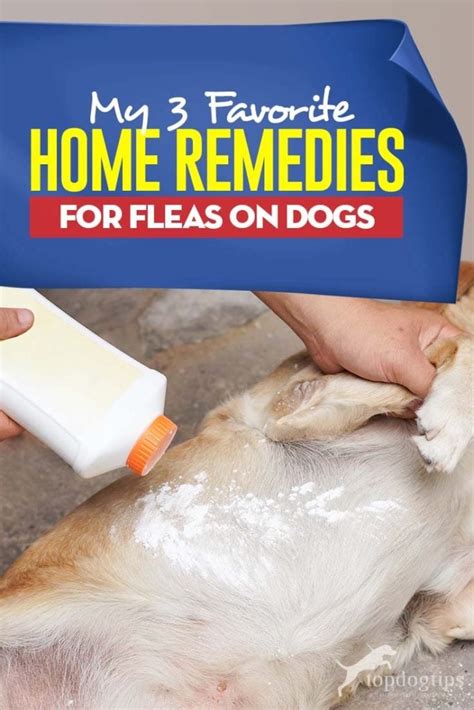 Best Flea Treatment For Dogs 2024 - Rose Wandis