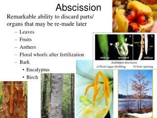 PPT - Chapter 9 Plant Senescence and Organ Abscission PowerPoint Presentation - ID:449987