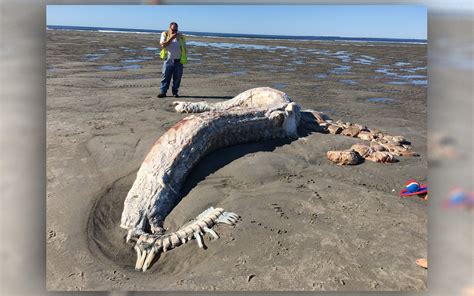 Rare moment: A sea monster that looks like a prehistoric sea monster drifts ashore – Archaeology 24