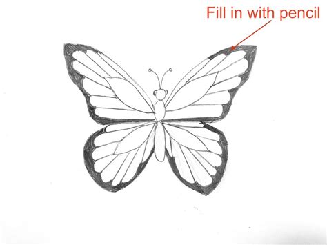 Simple Butterfly Drawing